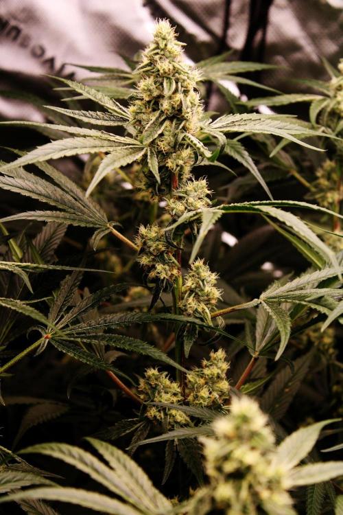 Jokerz #31 Run. Week 10 - Day #39 Flowering
