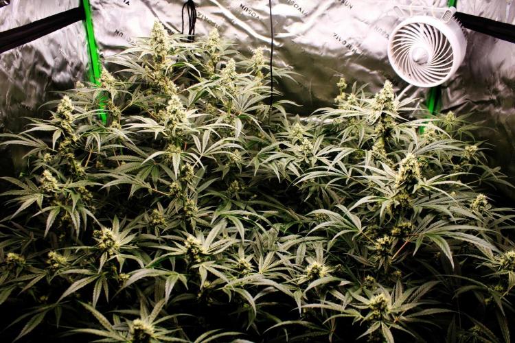 Jokerz #31 Run. Week 10 - Jokerz #1,2,3,4
Day #39 Flowering