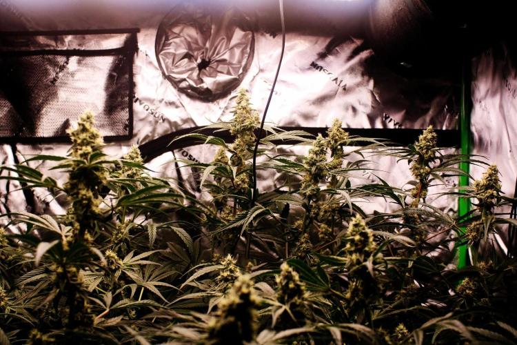 Jokerz #31 Run. Week 10 - Jokerz #1,2,3,4
Day #41 Flowering