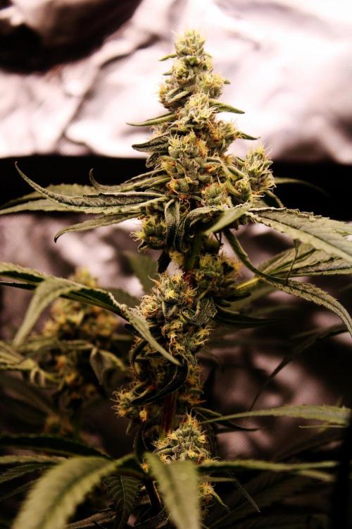 Jokerz #31 Run. Week 10 - Day #41 Flowering