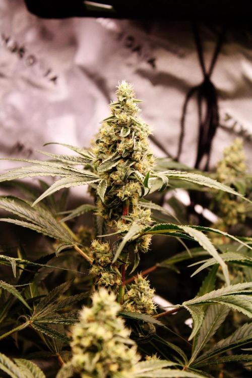Jokerz #31 Run. Week 10 - Day #41 Flowering