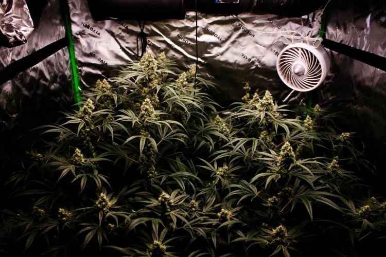 Jokerz #31 Run. Week 10 - Jokerz #1,2,3,4
Day #42 Flowering