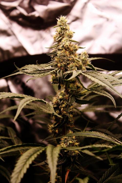 Jokerz #31 Run. Week 10 - Day #42 Flowering
