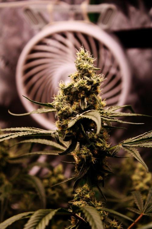 Jokerz #31 Run. Week 10 - Day #42 Flowering