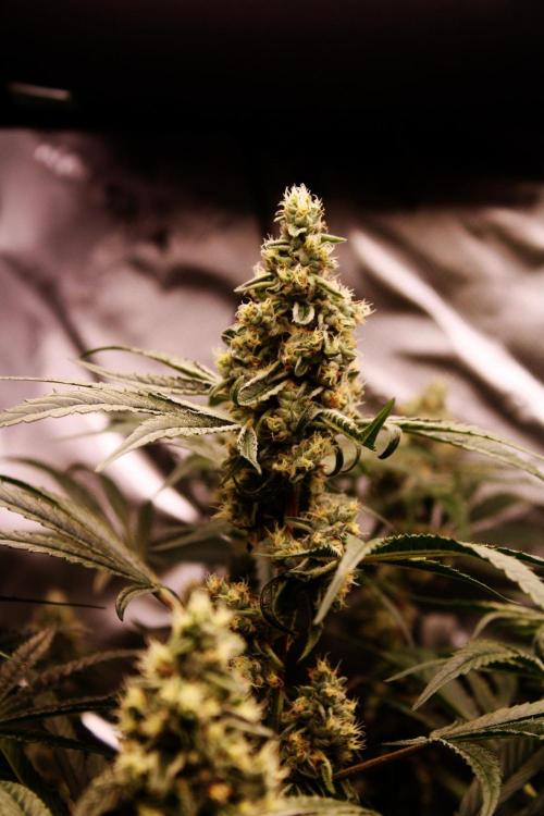 Jokerz #31 Run. Week 10 - Day #42 Flowering