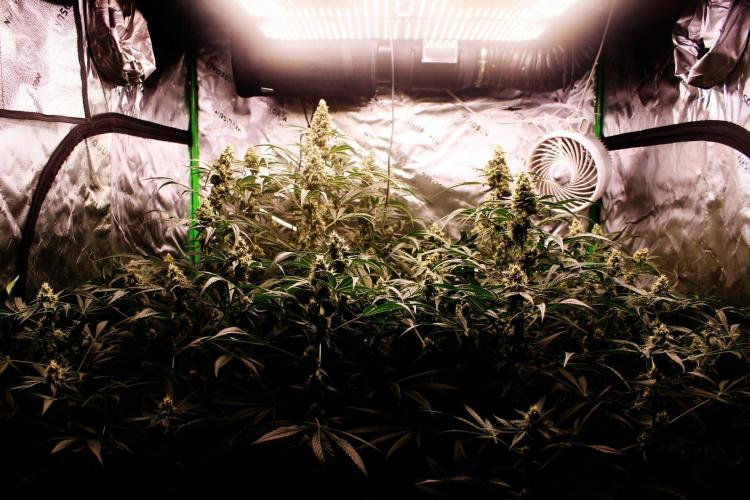 Jokerz #31 Run. Week 10 - Jokerz #1,2,3,4
Day #42 Flowering