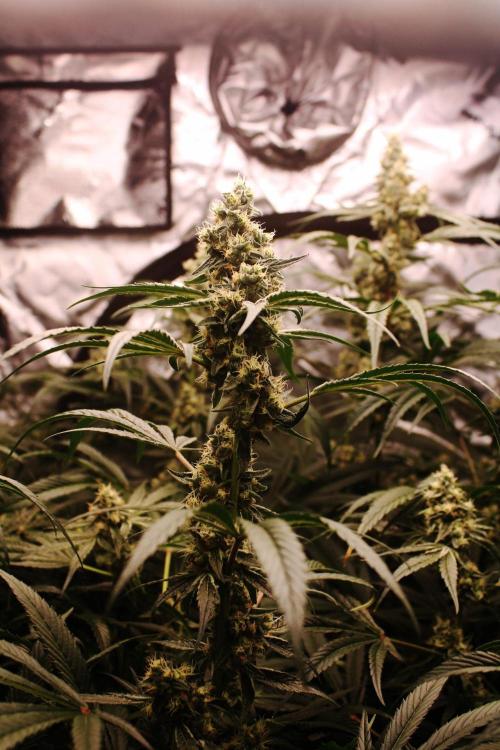 Jokerz #31 Run. Week 11 - Day #43 Flowering