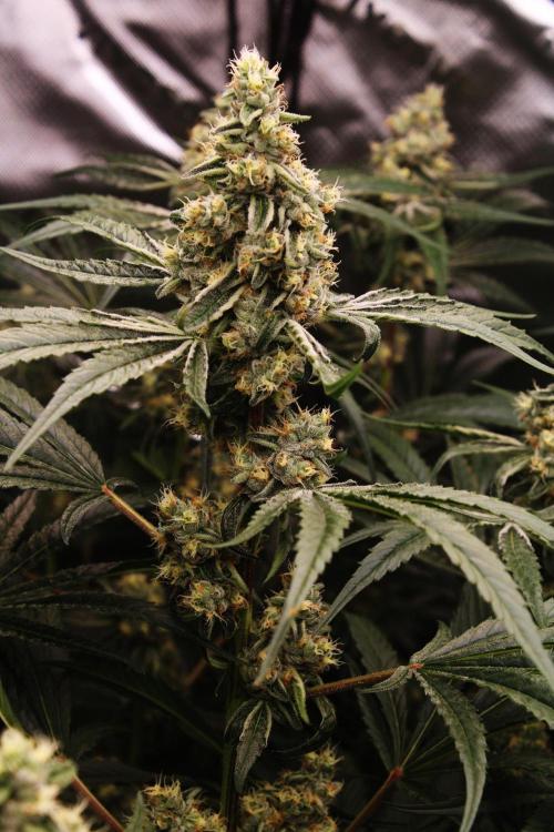 Jokerz #31 Run. Week 11 - Day #43 Flowering