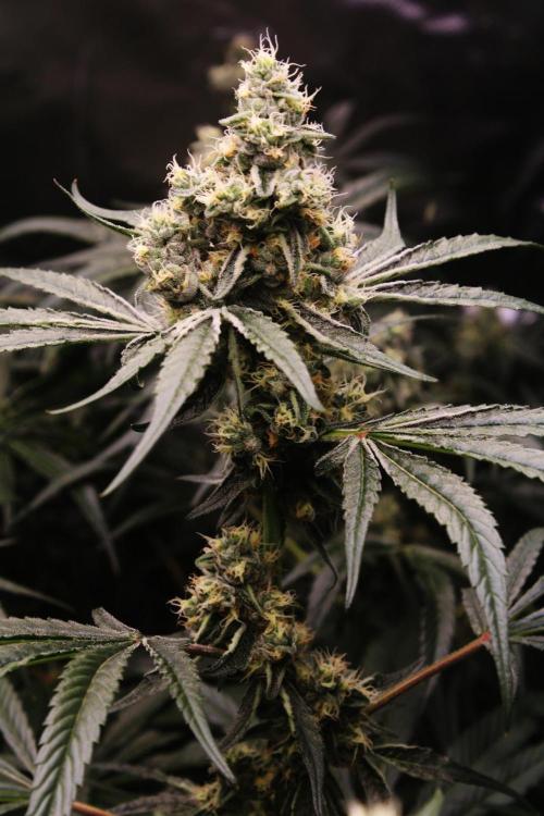 Jokerz #31 Run. Week 11 - Day #43 Flowering