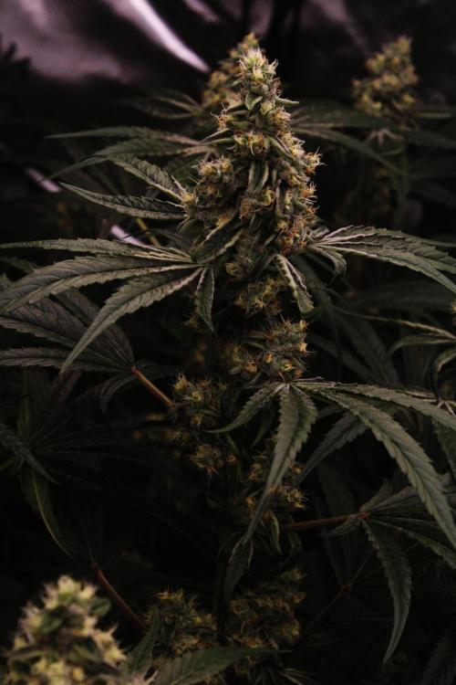 Jokerz #31 Run. Week 11 - Day #43 Flowering