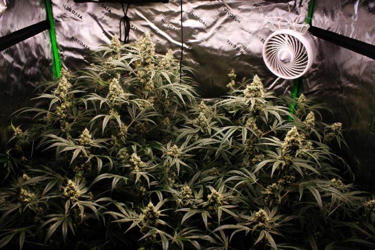 Jokerz #31 Run. Week 11 - Jokerz #1,2,3,4
Day #44 Flowering
