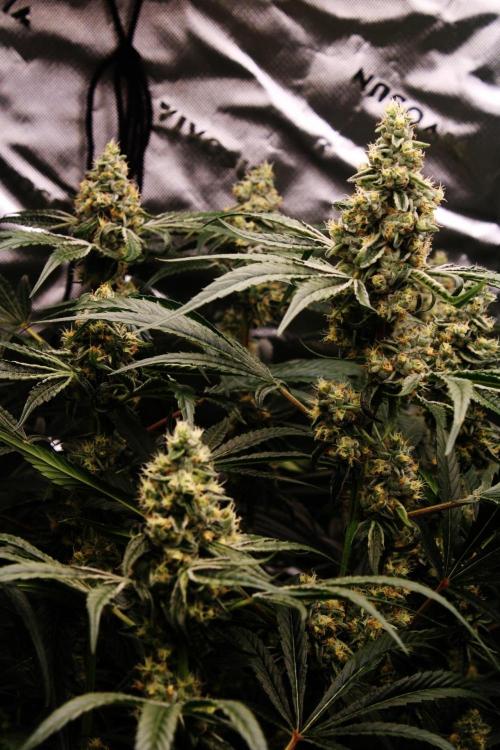 Jokerz #31 Run. Week 11 - Day #44 Flowering