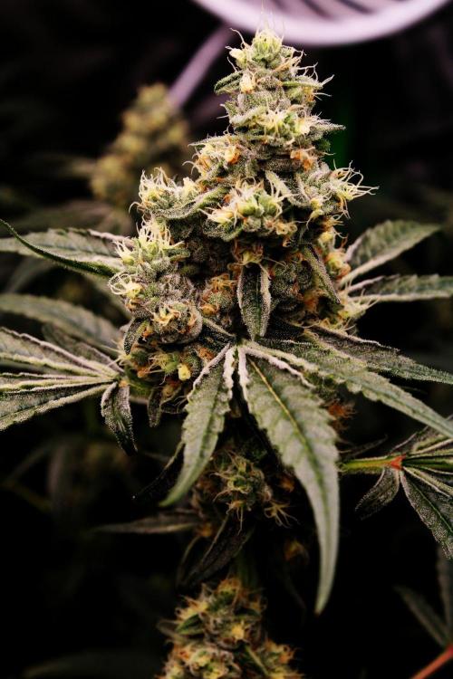 Jokerz #31 Run. Week 11 - Day #44 Flowering