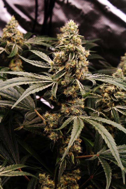 Jokerz #31 Run. Week 11 - Day #44 Flowering