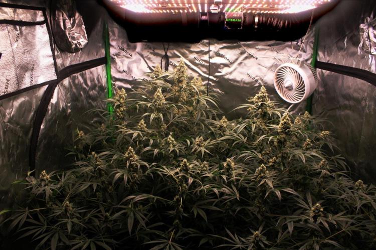 Jokerz #31 Run. Week 11 - Jokerz #1,2,3,4
Day #45 Flowering
