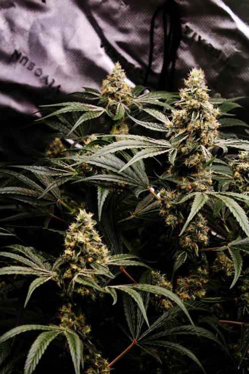 Jokerz #31 Run. Week 11 - Day #45 Flowering
