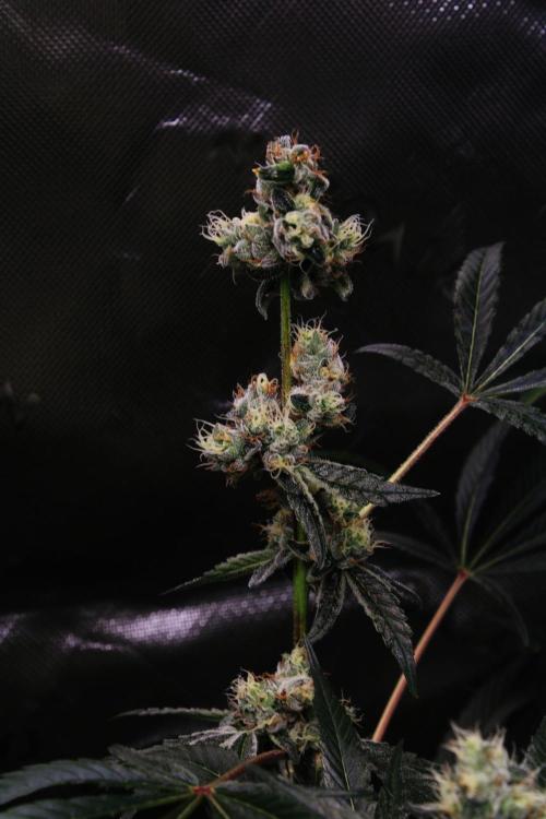 Jokerz #31 Run. Week 11 - Day #45 Flowering