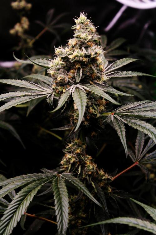 Jokerz #31 Run. Week 11 - Day #45 Flowering