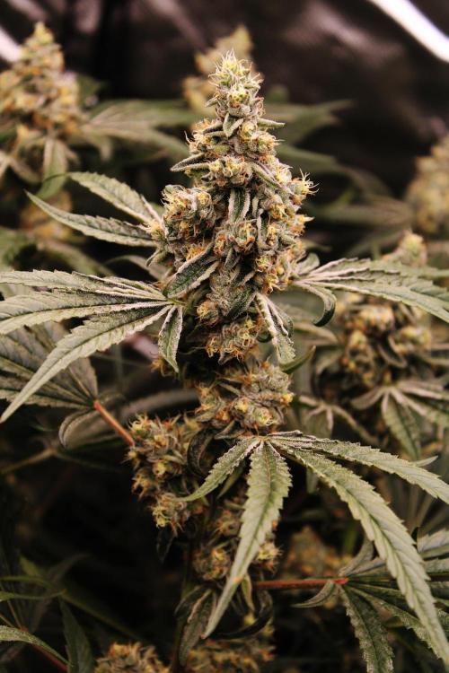 Jokerz #31 Run. Week 11 - Day #46 Flowering