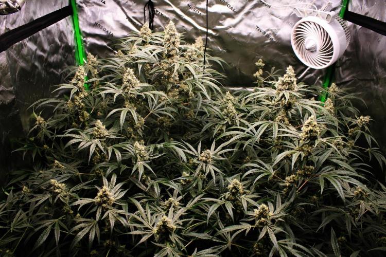 Jokerz #31 Run. Week 11 - Jokerz #1,2,3,4
Day #46 Flowering