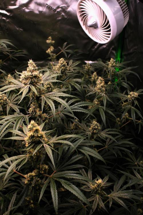 Jokerz #31 Run. Week 11 - Jokerz #1,2,3,4
Day #46 Flowering