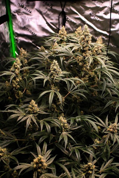 Jokerz #31 Run. Week 11 - Jokerz #1,2,3,4
Day #46 Flowering