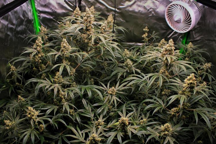 Jokerz #31 Run. Week 11 - Jokerz #1,2,3,4
Day #47 Flowering
