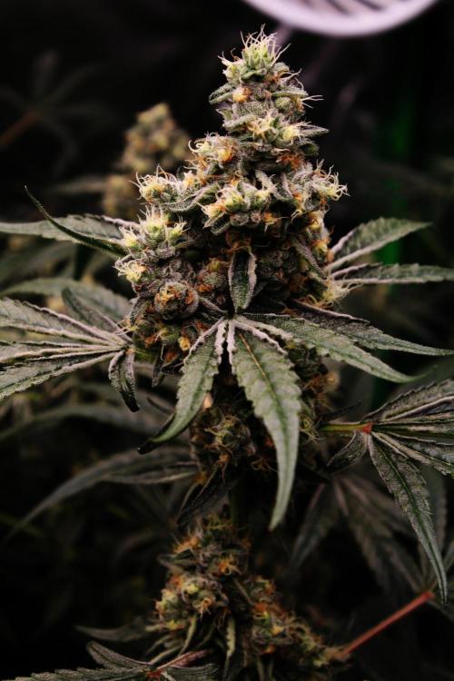 Jokerz #31 Run. Week 11 - Day #47 Flowering