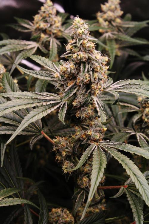Jokerz #31 Run. Week 11 - Day #47 Flowering