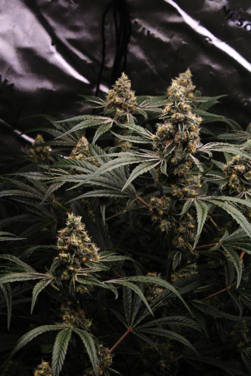 Jokerz #31 Run. Week 11 - Jokerz #1,2,3,4
Day #47 Flowering