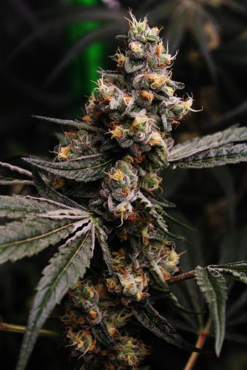 Jokerz #31 Run. Week 11 - Day #49 Flowering