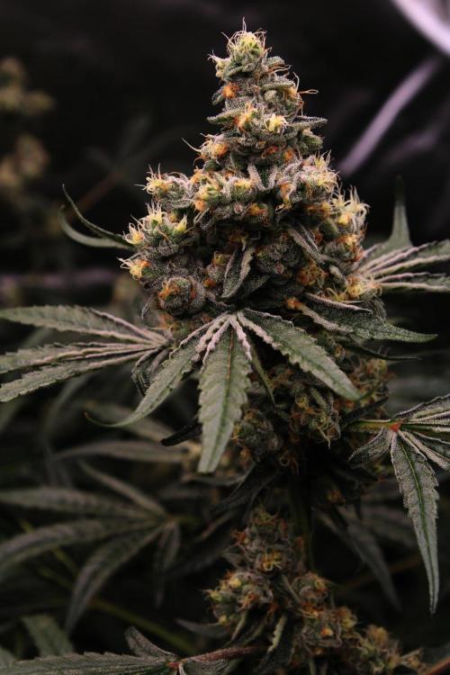 Jokerz #31 Run. Week 11 - Day #49 Flowering