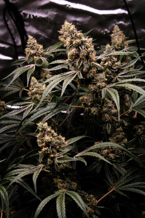Jokerz #31 Run. Week 11 - Jokerz #1,2,3,4
Day #49 Flowering