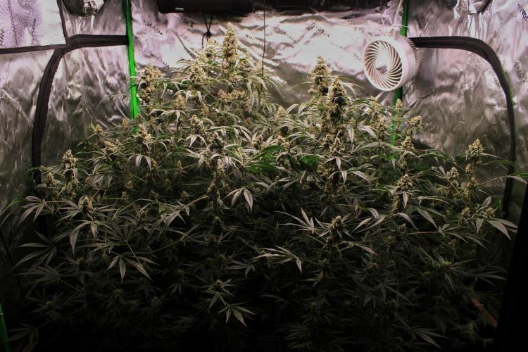 Jokerz #31 Run. Week 11 - Jokerz #1,2,3,4
Day #49 Flowering