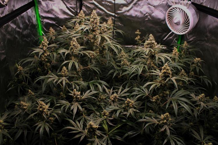 Jokerz #31 Run. Week 11 - Jokerz #1,2,3,4
Day #49 Flowering