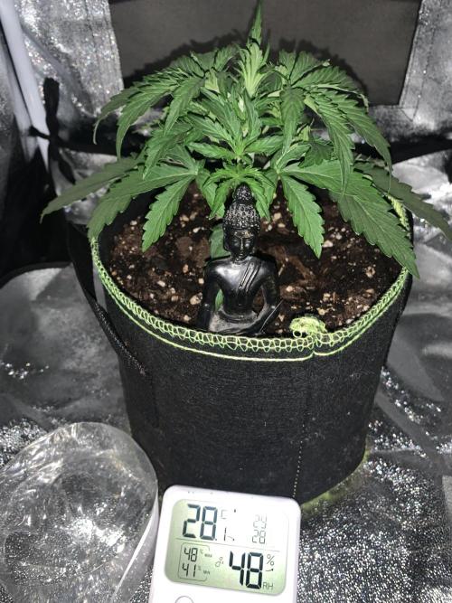 F1 Hyperion auto. Week 3 - 14th day