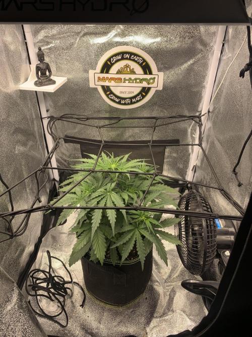 F1 Hyperion auto. Week 4