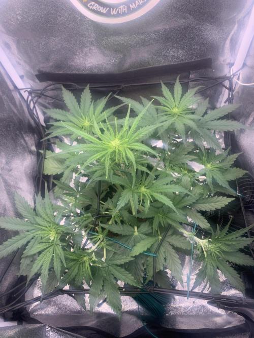 F1 Hyperion auto. Week 4