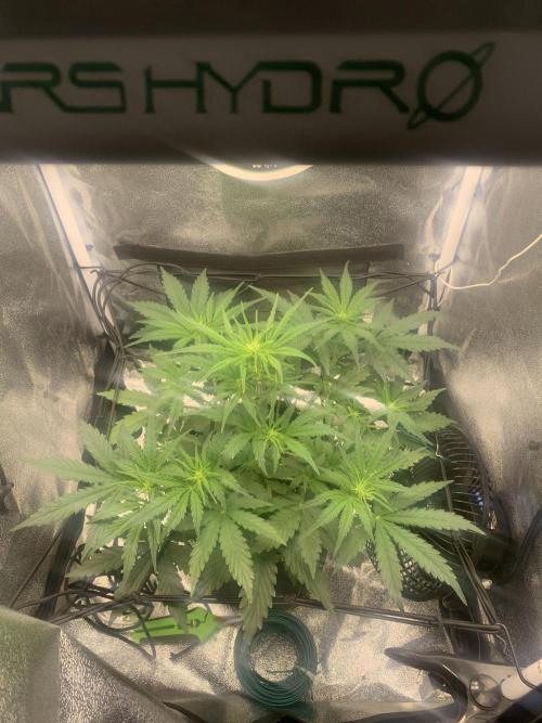 F1 Hyperion auto. Week 4