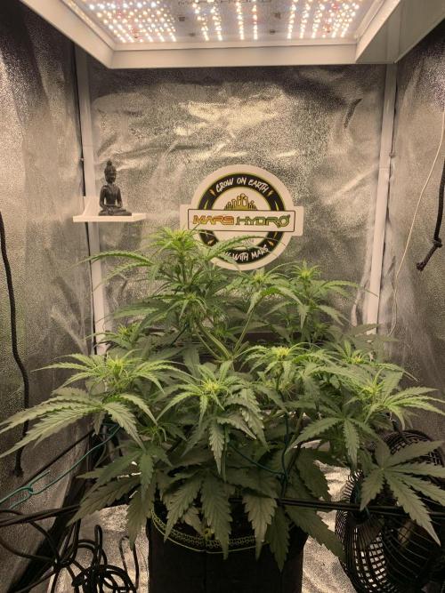F1 Hyperion auto. Week 5