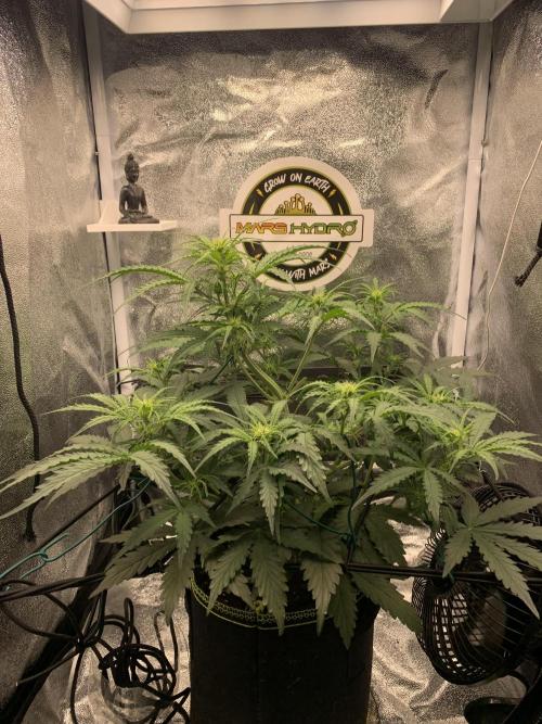 F1 Hyperion auto. Week 5