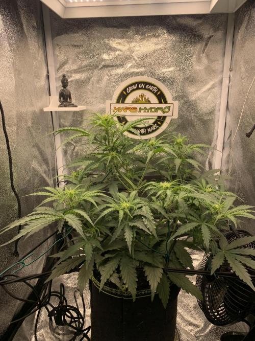 F1 Hyperion auto. Week 5