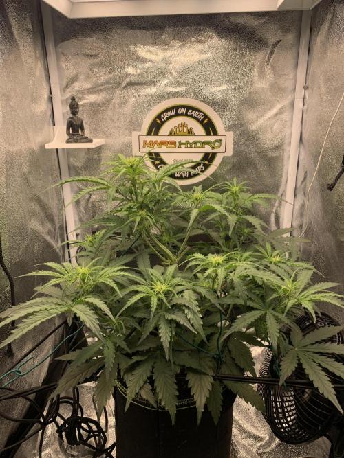 F1 Hyperion auto. Week 5