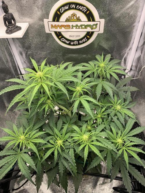 F1 Hyperion auto. Week 5