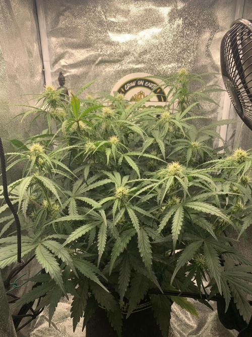 F1 Hyperion auto. Week 6