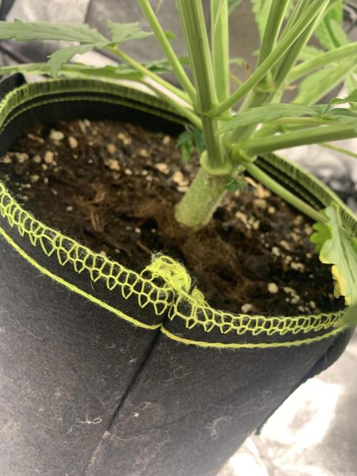 F1 Hyperion auto. Week 6