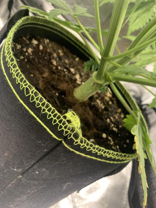 F1 Hyperion auto. Week 6