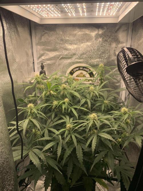 F1 Hyperion auto. Week 6
