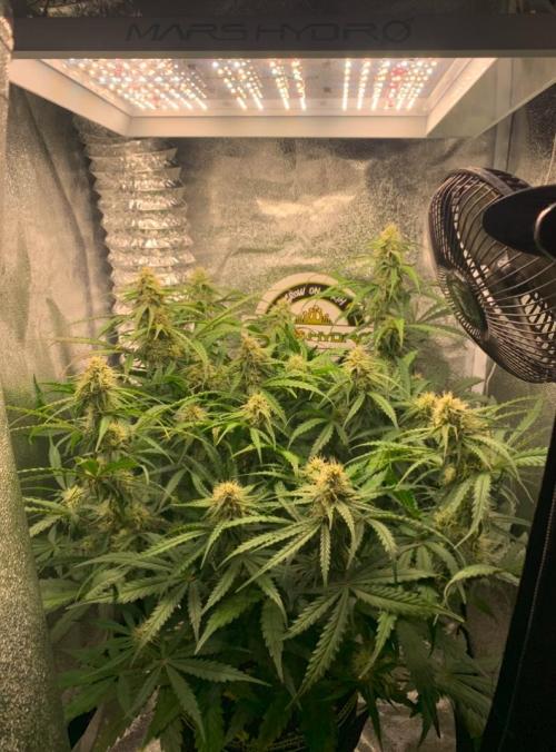 F1 Hyperion auto. Week 7 - 42 days old 