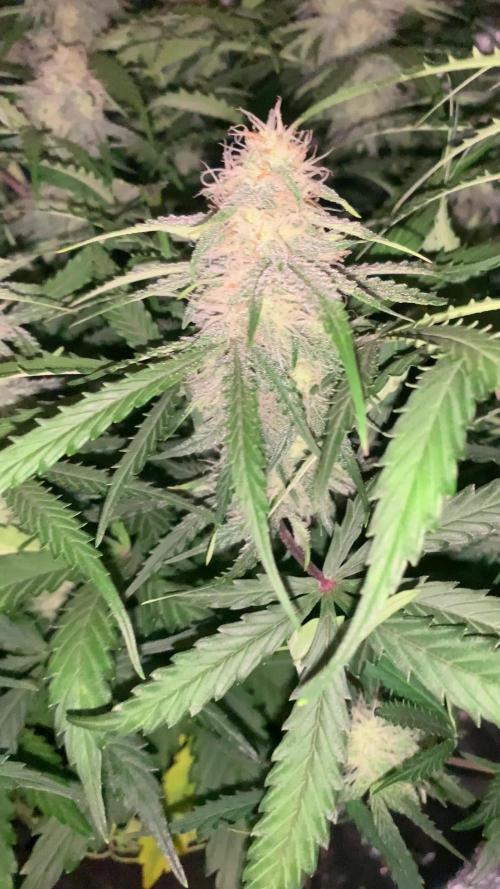 F1 Hyperion auto